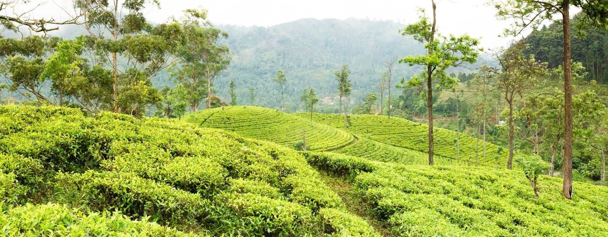 Les Plantations de thé