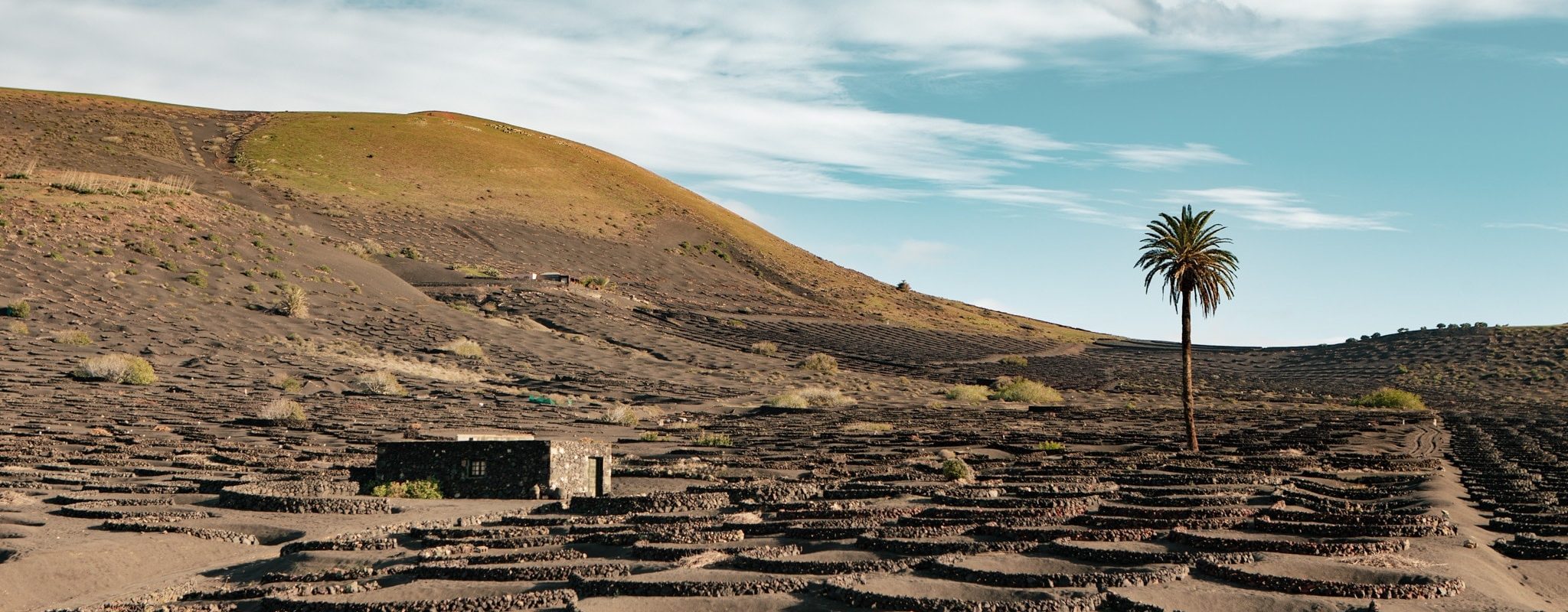 sabinekley-voyage-espagne-canaries-lanzarote-geria-vignes-palmiers