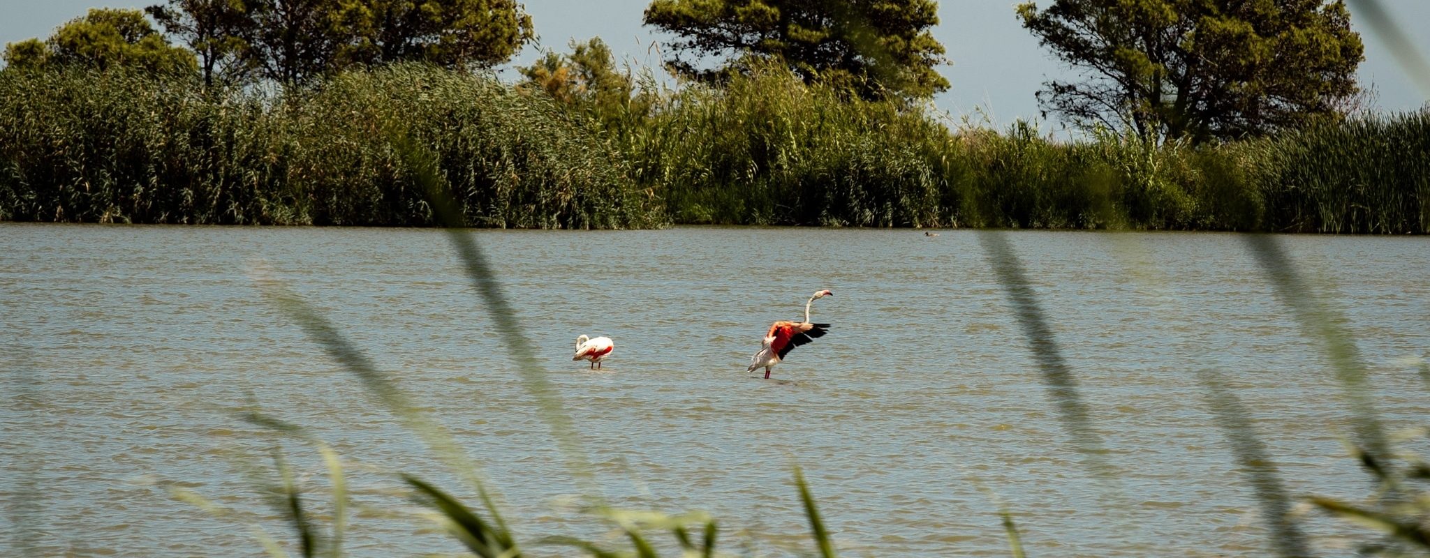 sabinekley-voyage-espagne-catalogne-delta-ebre-roadtrip-las-ollas-mirador-observation-flamants-roses