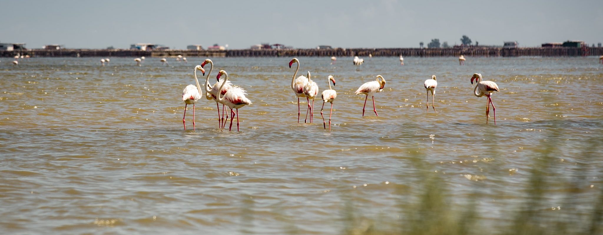 sabinekley-voyage-espagne-catalogne-delta-ebro-roadtrip-flamants-roses