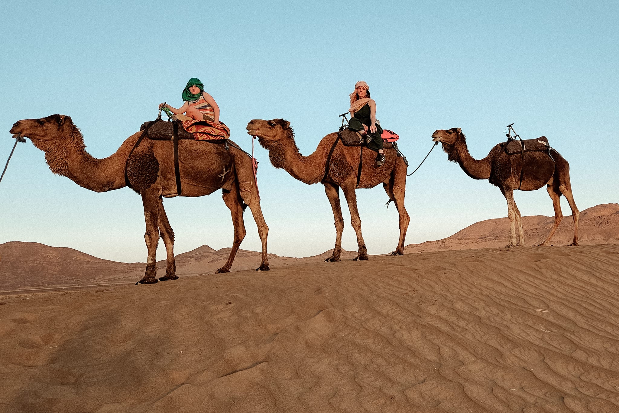 Dromadaires dans le désert de Zagora au Maroc